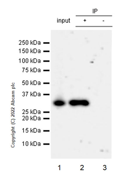 Immunoprecipitation - Anti-PIM1 antibody [EPR24447-39] (AB300453)
