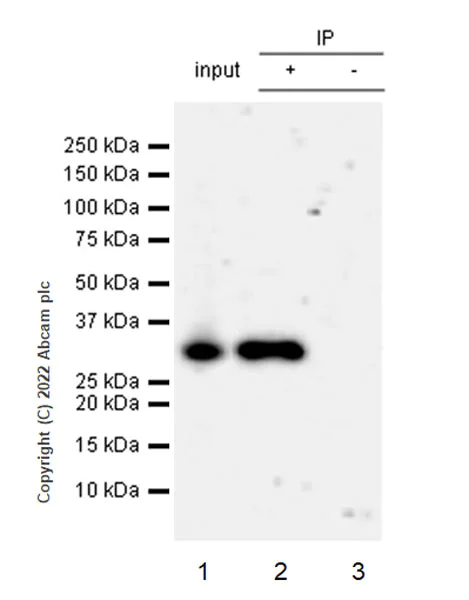 Immunoprecipitation - Anti-PIM1 antibody [EPR24447-39] (AB300453)