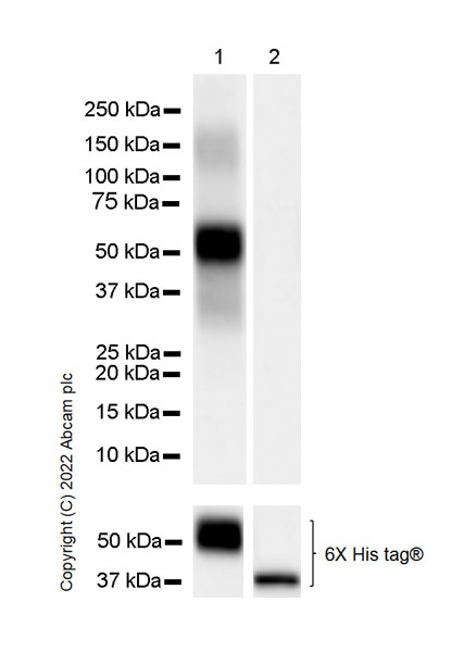 Western blot - Anti-PIM1 antibody [EPR24447-39] (AB300453)