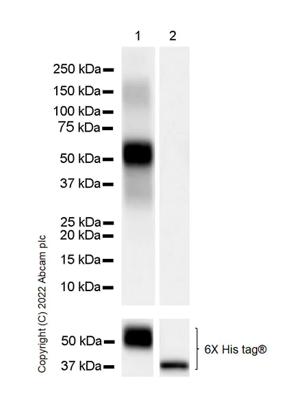 Western blot - Anti-PIM1 antibody [EPR24447-39] (AB300453)