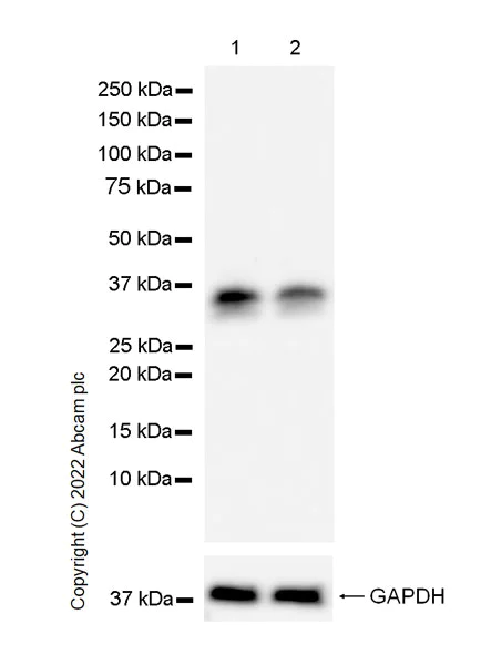 Western blot - Anti-PIM1 antibody [EPR24447-39] (AB300453)