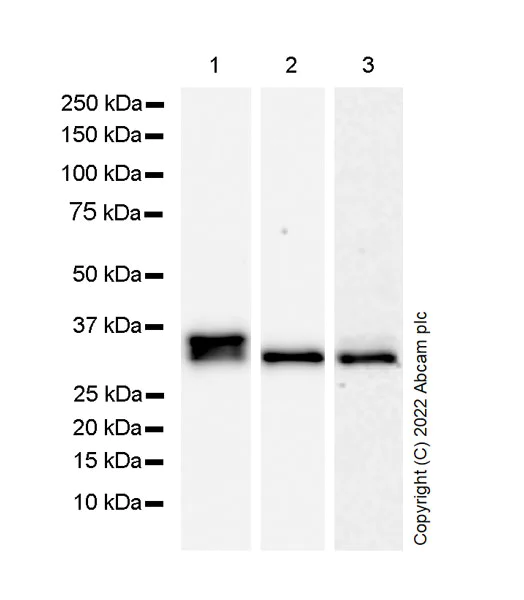 Western blot - Anti-PIM1 antibody [EPR24447-39] - BSA and Azide free (AB300454)