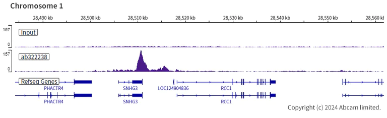 ChIP-sequencing - Anti-PIM1 antibody [EPR28184-93] - BSA and Azide free (AB324767)