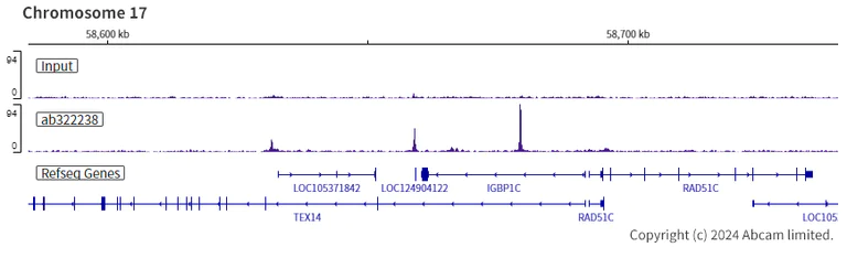 ChIP-sequencing - Anti-PIM1 antibody [EPR28184-93] - BSA and Azide free (AB324767)