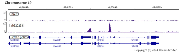 ChIP-sequencing - Anti-PIM1 antibody [EPR28184-93] - BSA and Azide free (AB324767)