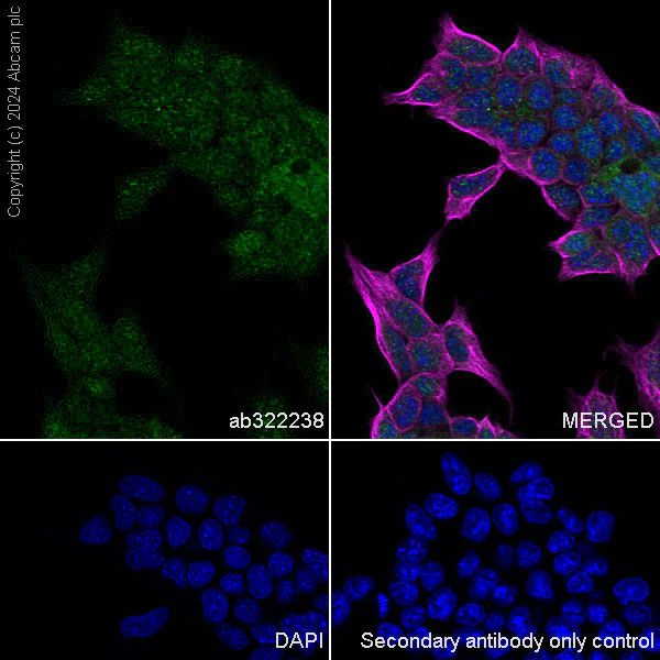 Immunocytochemistry/ Immunofluorescence - Anti-PIM1 antibody [EPR28184-93] - BSA and Azide free (AB324767)