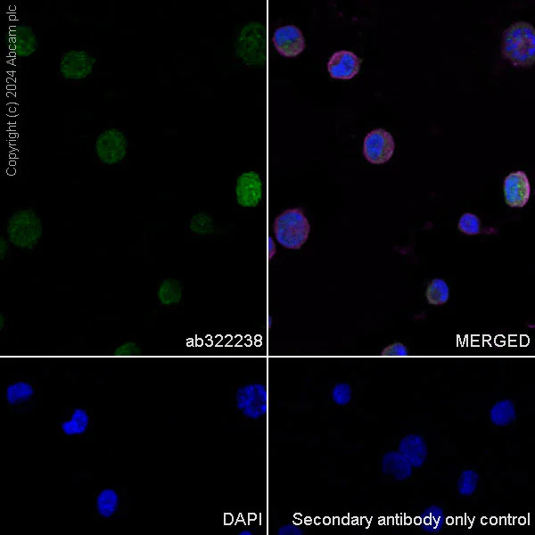 Immunocytochemistry/ Immunofluorescence - Anti-PIM1 antibody [EPR28184-93] - BSA and Azide free (AB324767)