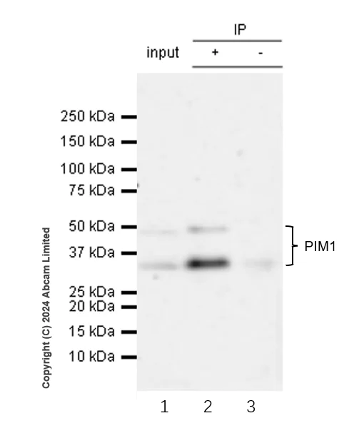Immunoprecipitation - Anti-PIM1 antibody [EPR28184-93] - BSA and Azide free (AB324767)