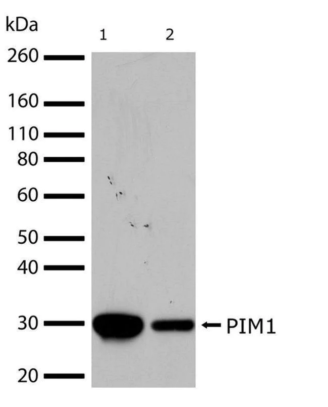 Western blot - Anti-PIM1 antibody [RP23040089] (AB308006)