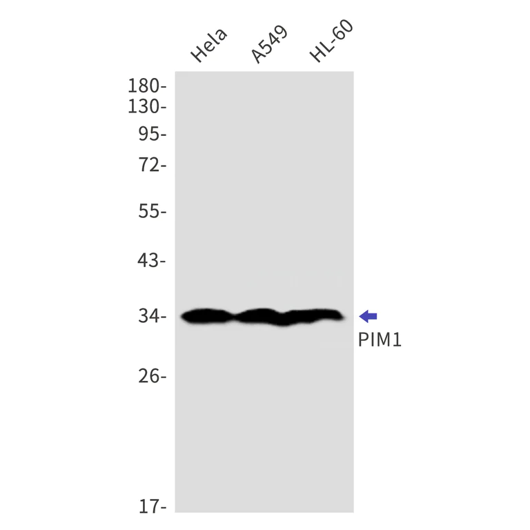 Western blot - Anti-PIM1 Antibody [S08-8D5] (AB317411)