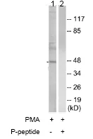 Western blot - Anti-PIM1 (phospho Y309) antibody (AB74047)