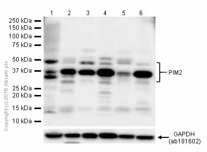 Western blot - Anti-PIM2 antibody [EPR6987] (AB129057), expandable thumbnail