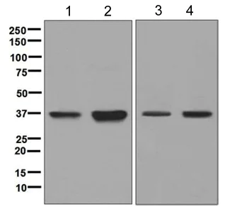 Western blot - Anti-PIM2 antibody [EPR6988] (AB129193)