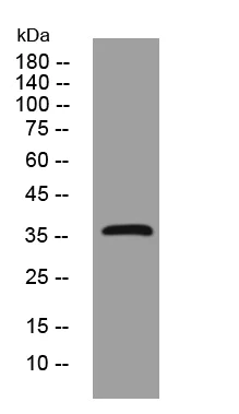 Western blot - Anti-PIM3 antibody - C-terminal (AB198842)