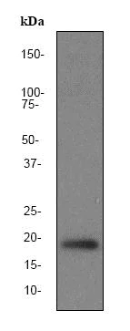 Western blot - Anti-Pin1 antibody [EP1479Y] (AB76309)