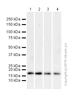 Western blot - Anti-Pin1 antibody [EP1479Y] (AB76309)
