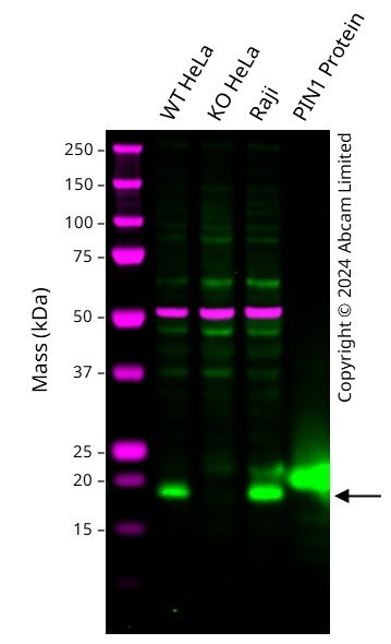 Western blot - Anti-Pin1 antibody [EP1479Y] - BSA and Azide free (AB240929), expandable thumbnail