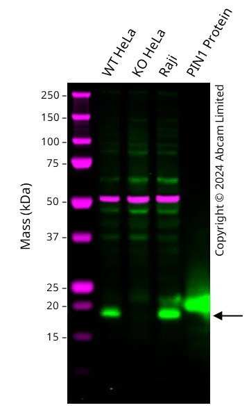Western blot - Anti-Pin1 antibody [EP1479Y] - BSA and Azide free (AB240929)