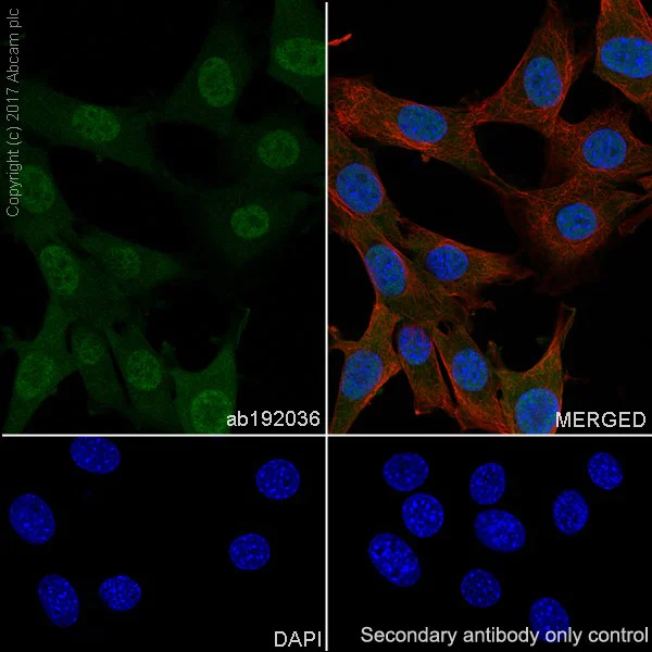 Immunocytochemistry/ Immunofluorescence - Anti-Pin1 antibody [EPR18546-317] (AB192036)