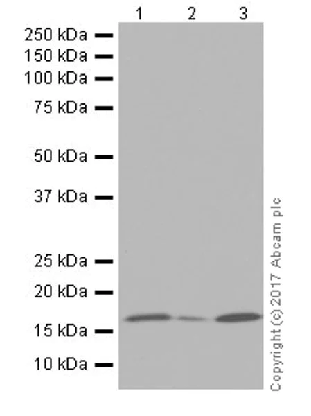 Western blot - Anti-Pin1 antibody [EPR18546-317] (AB192036)