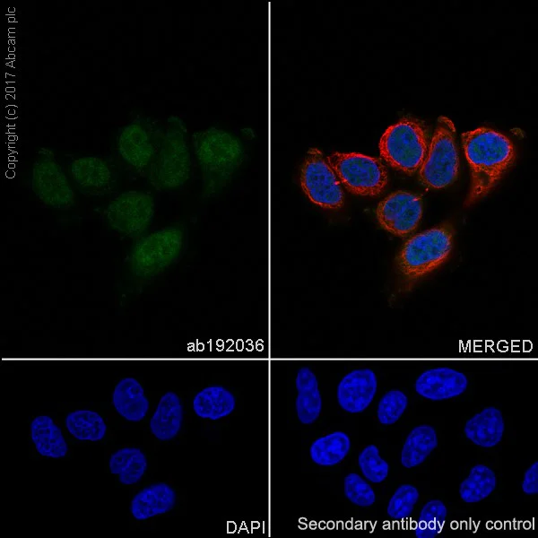 Immunocytochemistry/ Immunofluorescence - Anti-Pin1 antibody [EPR18546-317] - BSA and Azide free (AB224527)