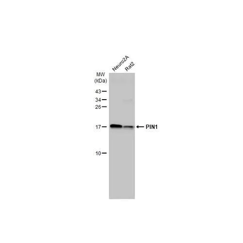 Western blot - Anti-PIN1 antibody [HL2480] (AB317235)