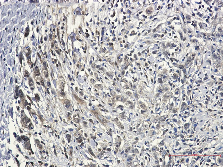Immunohistochemistry (Formalin/PFA-fixed paraffin-embedded sections) - Anti-Pin1 Antibody [S01-7G8] (AB317396)