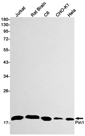 Western blot - Anti-Pin1 Antibody [S01-7G8] (AB317396)