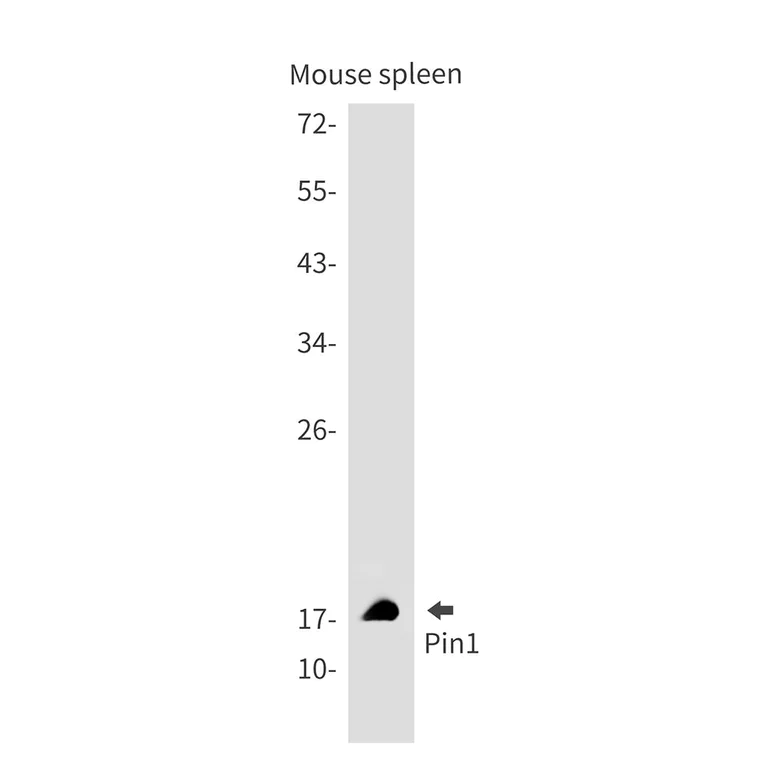 Western blot - Anti-Pin1 Antibody [S01-7G8] (AB317396)