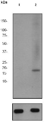 Western blot - Anti-Pin1 (phospho S16) antibody [EP1480Y] (AB62378)