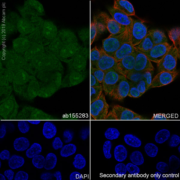 Immunocytochemistry/ Immunofluorescence - Anti-PIN4 antibody [EPR10033] (AB155283), expandable thumbnail