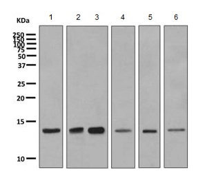 Western blot - Anti-PIN4 antibody [EPR10033] (AB155283), expandable thumbnail