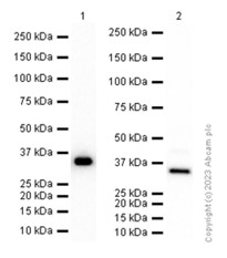 Western blot - Anti-PINCH 1 + PINCH 2 antibody [EP1943Y] (AB76112), expandable thumbnail