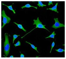 Immunocytochemistry/ Immunofluorescence - Anti-PINCH 1 + PINCH 2 antibody [EP1944] (AB108609), expandable thumbnail