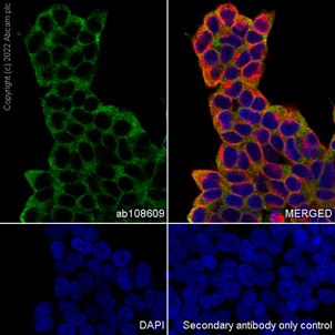 Immunocytochemistry/ Immunofluorescence - Anti-PINCH 1 + PINCH 2 antibody [EP1944] (ab108609), expandable thumbnail