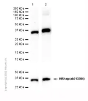 Western blot - Anti-PINCH 1 + PINCH 2 antibody [EP1944] - BSA and Azide free (AB284780)