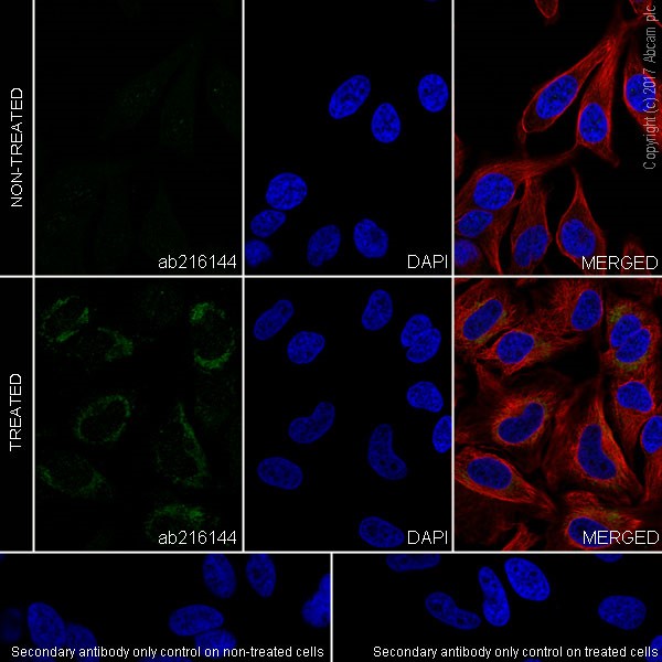 Immunocytochemistry/ Immunofluorescence - Anti-PINK1 antibody [EPR20730] (AB216144), expandable thumbnail