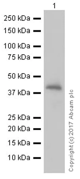 Western blot - Anti-PINK1 antibody [EPR20730] (AB216144)