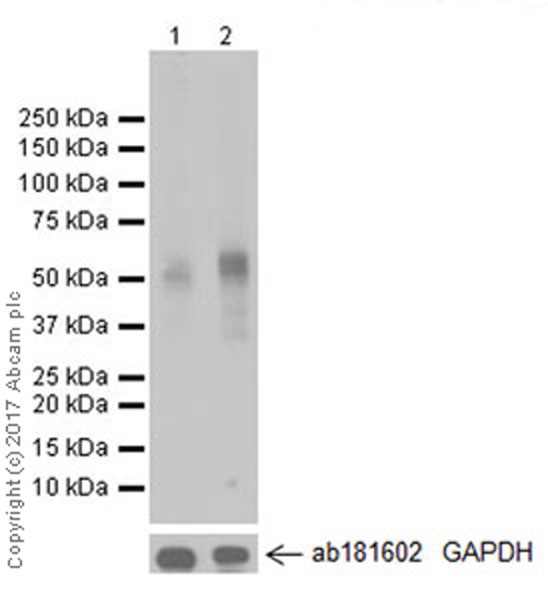 Western blot - Anti-PINK1 antibody [EPR20730] (AB216144), expandable thumbnail