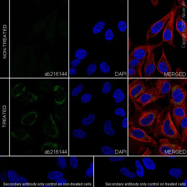 Immunocytochemistry/ Immunofluorescence - Anti-PINK1 antibody [EPR20730] - BSA and Azide free (AB232374)