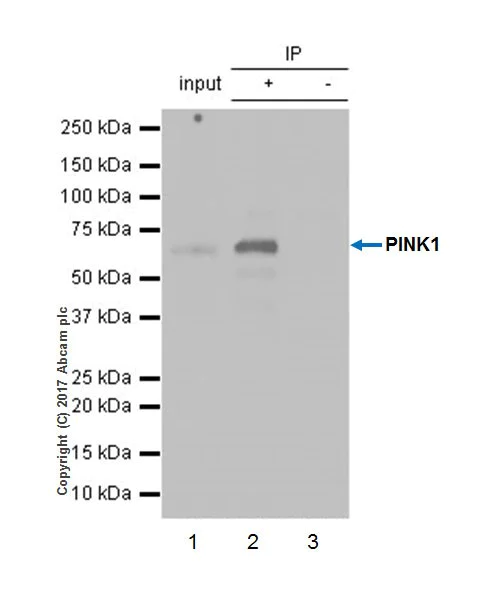 Immunoprecipitation - Anti-PINK1 antibody [EPR20730] - BSA and Azide free (AB232374)