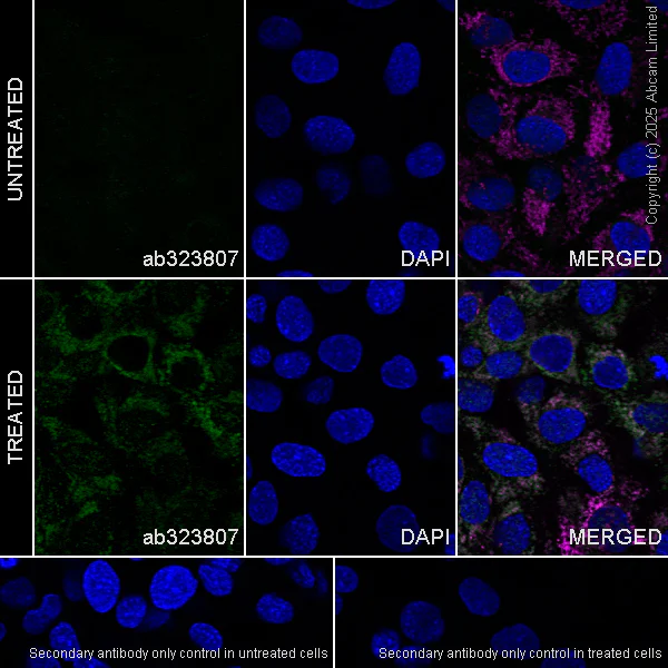 Immunocytochemistry/ Immunofluorescence - Anti-PINK1 antibody [EPR29146-340] - BSA and Azide free (AB324111)