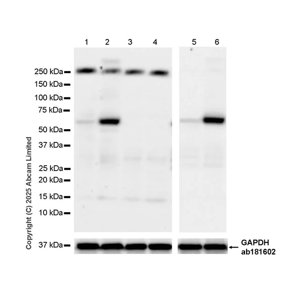 Western blot - Anti-PINK1 antibody [EPR29146-340] - BSA and Azide free (AB324111)