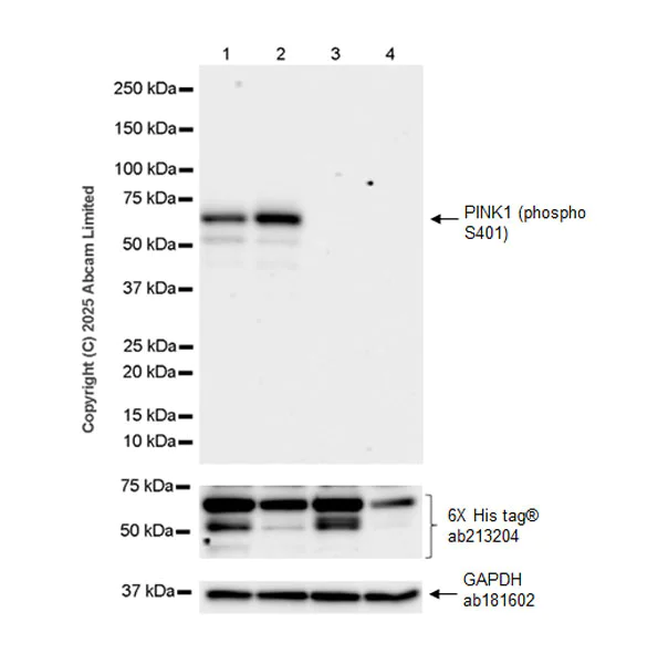 Western blot - Anti-PINK1 (phospho S401) antibody [EPR26308-532] (AB324681)