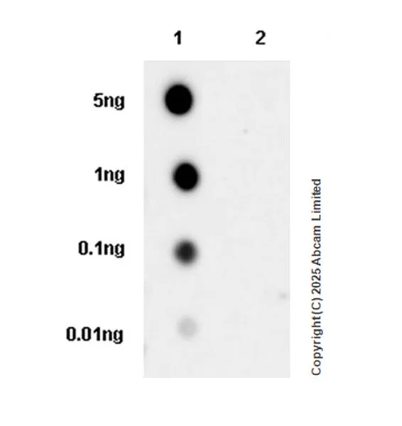 Dot Blot - Anti-PINK1 (phospho S401) antibody [EPR26308-532] - BSA and Azide free (AB326589)