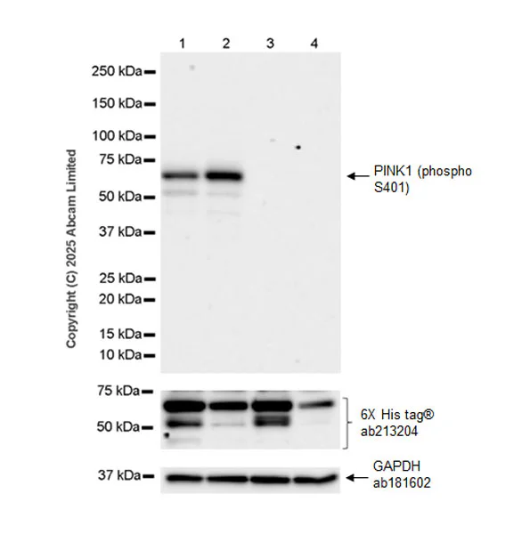 Western blot - Anti-PINK1 (phospho S401) antibody [EPR26308-532] - BSA and Azide free (AB326589)