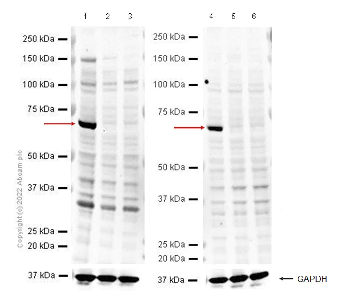Western blot - Anti-PINK1 (phospho T257) antibody [MJF-R36B-BCC-50] (AB303532)