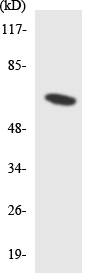 Western blot - Anti-Pinkbar antibody (AB135897)