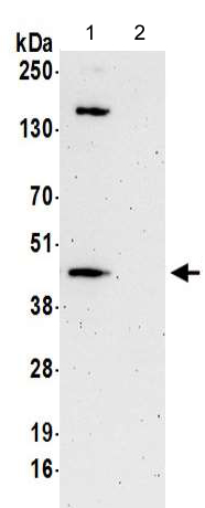 Immunoprecipitation - Anti-PINX1/LPTS antibody (AB190252), expandable thumbnail