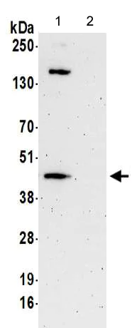 Immunoprecipitation - Anti-PINX1/LPTS antibody (AB190252)
